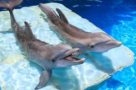 Happy dolphins!