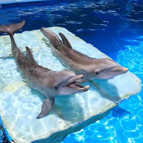 Happy dolphins!