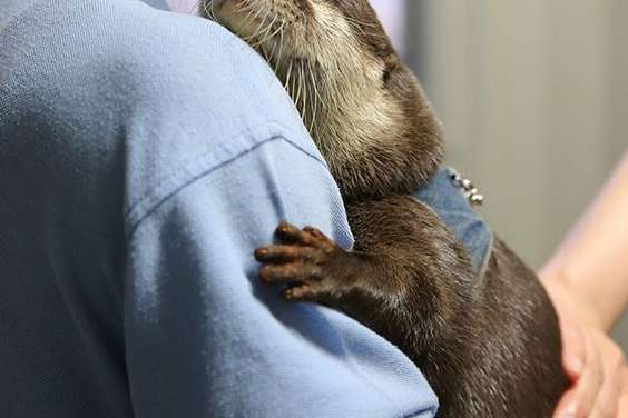Otter enjoy keeper cuddles