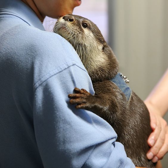 Otter enjoy keeper cuddles