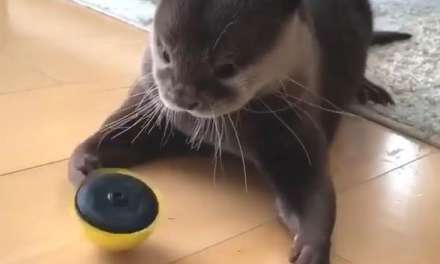 Otter got his new toy