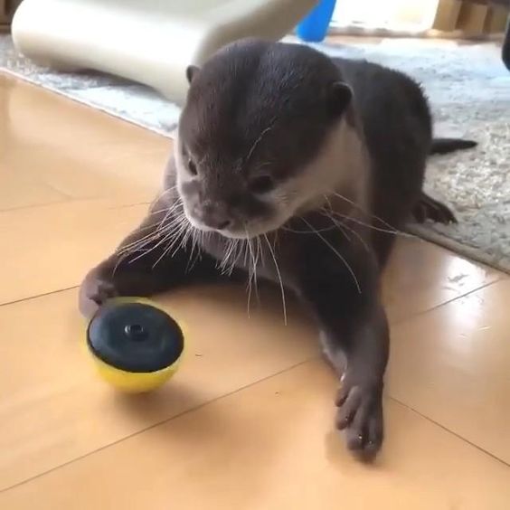 Otter got his new toy