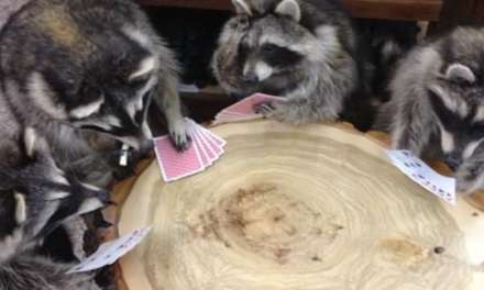 Raccoons playing cards