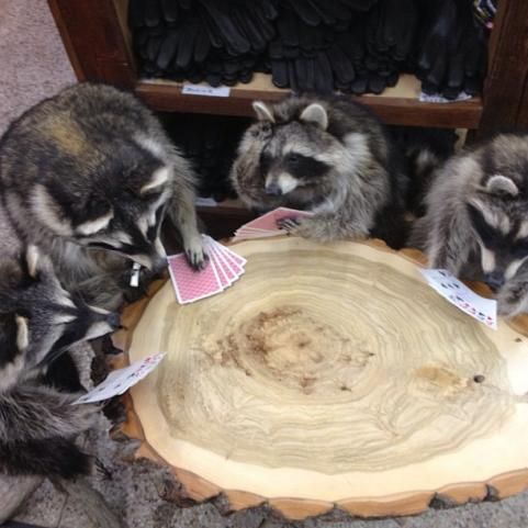 Raccoons playing cards