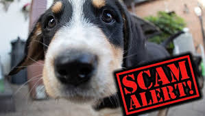 How to Avoid Online Pet Sale/Adoption Scam