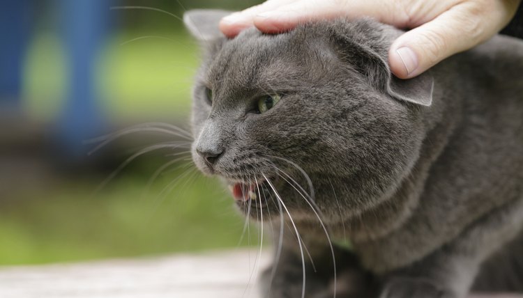 8 Best Cat Calming Sprays