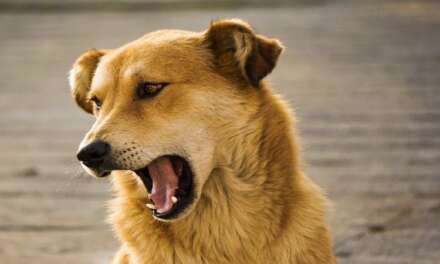 7 Best Dog Silencer – Ultimate Bark Control