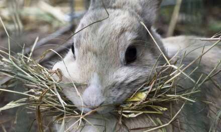 8 Best Hay for Rabbits and Small Animals