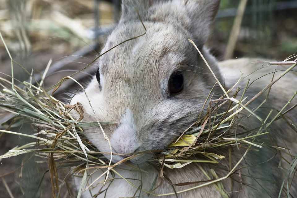 8 Best Hay for Rabbits and Small Animals