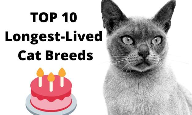 10 Longest-Lived Cat Breeds
