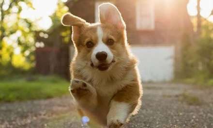 A Happy Corgi!