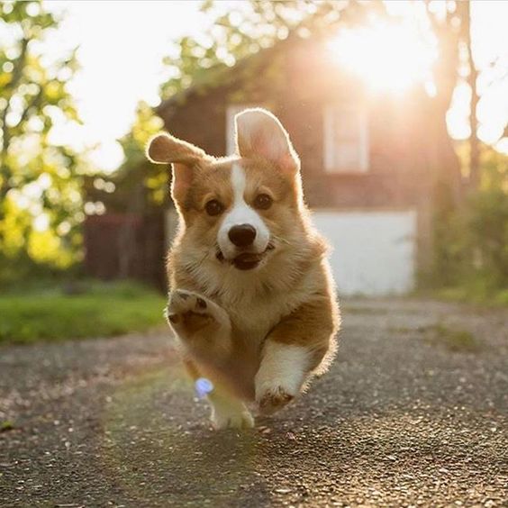 A Happy Corgi!