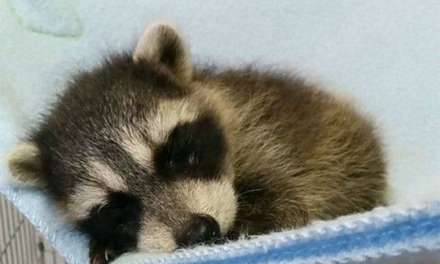 Adorable Baby Raccoon