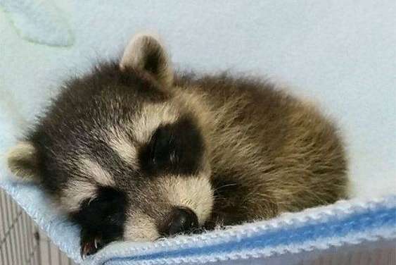 Adorable Baby Raccoon