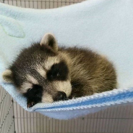 Adorable Baby Raccoon