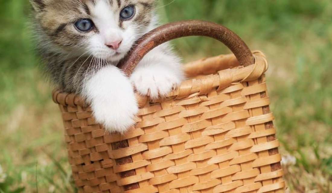 Full Basket of Cuteness~