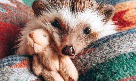 Cute Hedgehog with Toy