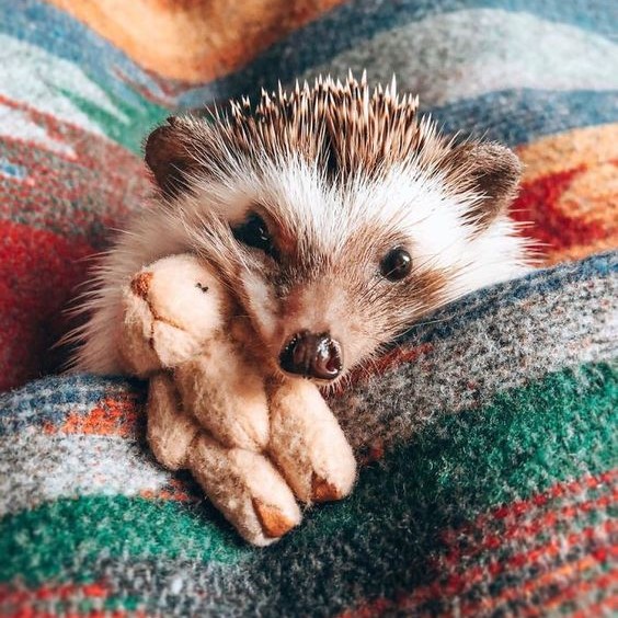 Cute Hedgehog with Toy