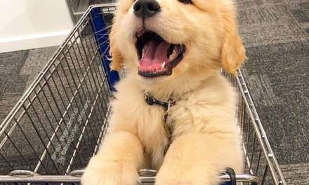 Happy Grocery Shopping!