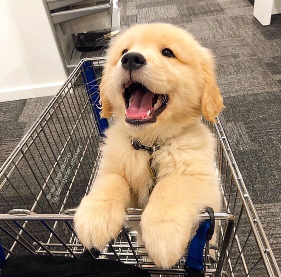 Happy Grocery Shopping!