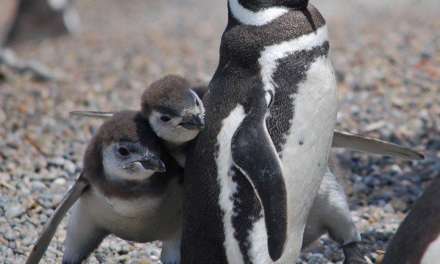 Hiding Behind Mom