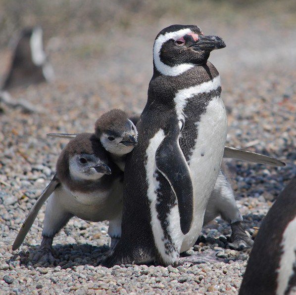 Hiding Behind Mom