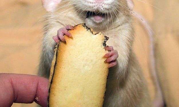 Nom nom nom