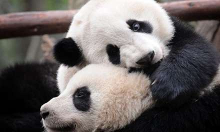 Pandas at play