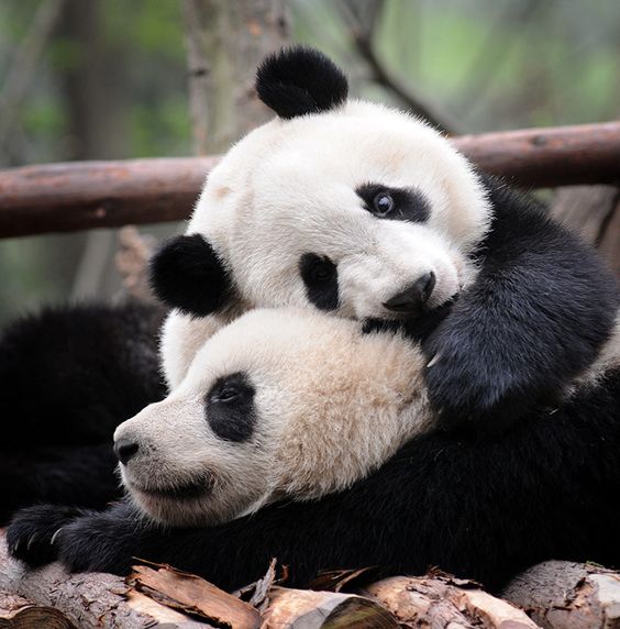 Pandas at play