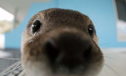 Otter Nose up to the Camera