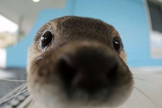 Otter Nose up to the Camera