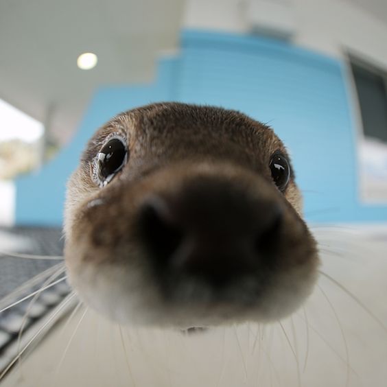 Otter Nose up to the Camera