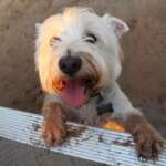 7 Best Paw Washer for Your Canine Friends