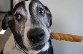 8 Best Bully Stick Dog Chews in 2023