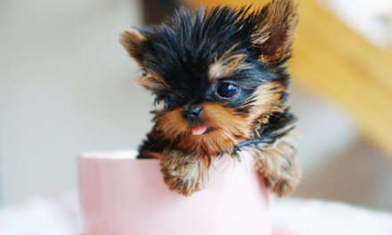 8 Tea-cup Dog Breeds to Fit Your Pocket
