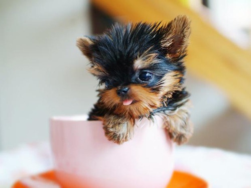 8 Tea-cup Dog Breeds to Fit Your Pocket