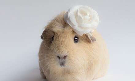 PRETTY GUINEA PIG