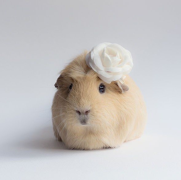 PRETTY GUINEA PIG