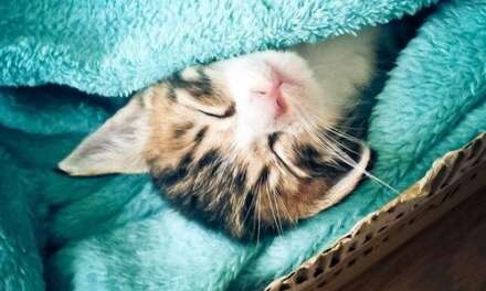 All tucked in!