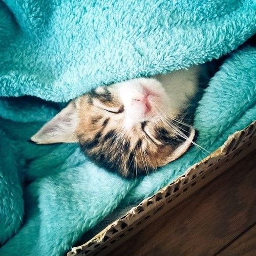 All tucked in!