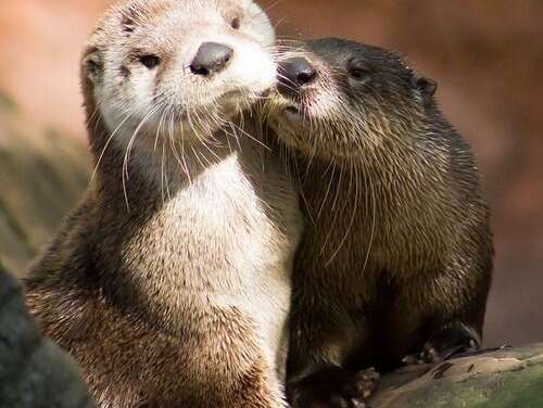 Love you like no otter