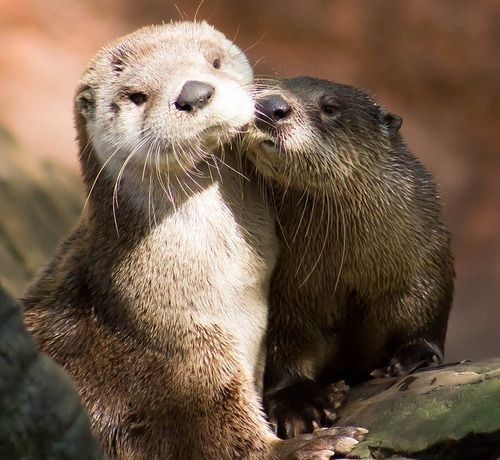 Love you like no otter