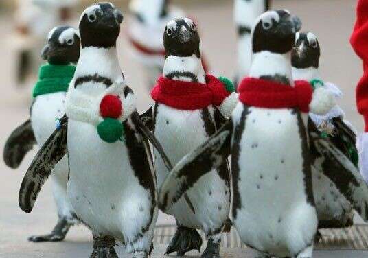 March of the Penguins