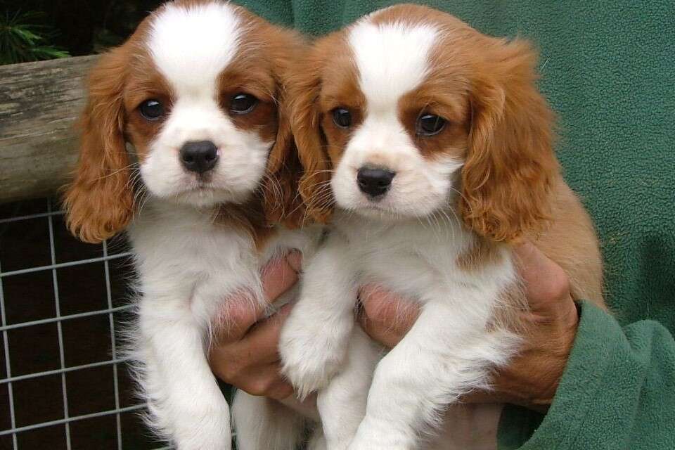 Twins