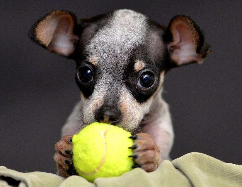 Wanna play fetch?