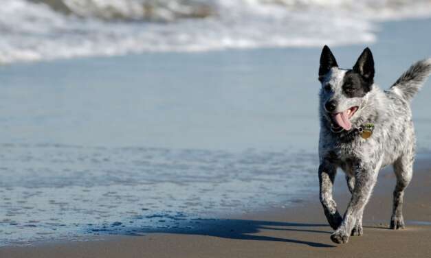 9 Dog Breeds That Can Handle Hot Weather