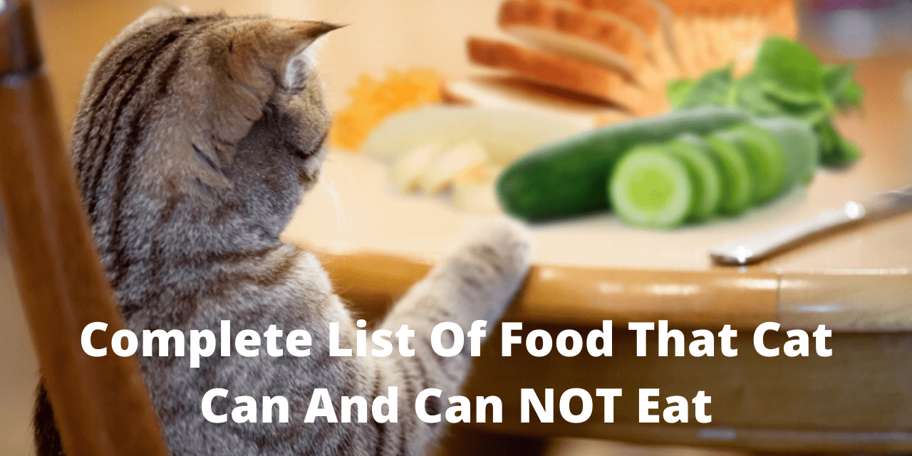 Complete List of Food That Cat Can and Can NOT Eat