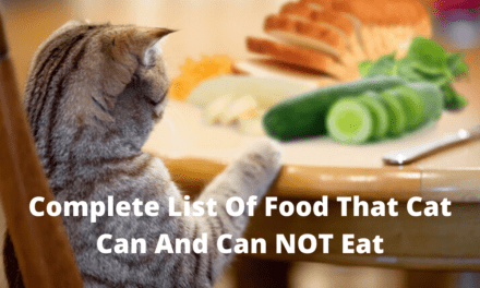 Complete List of Food That Cat Can and Can NOT Eat