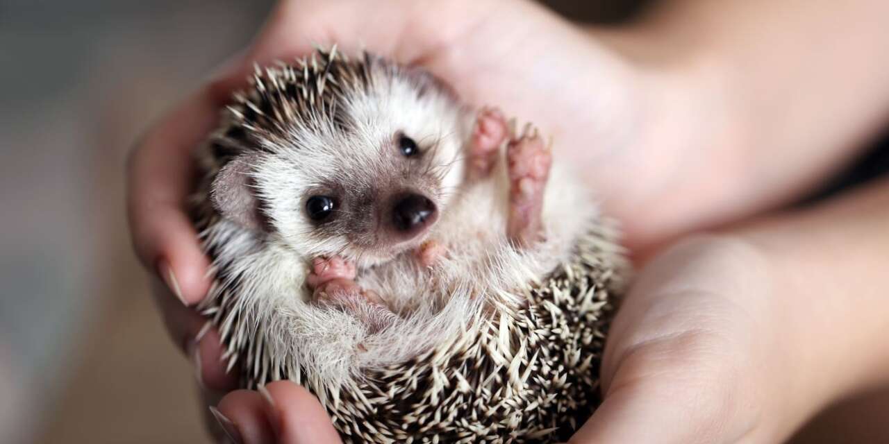 How to Raise a Hedgehog As Pet