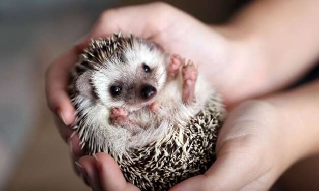 How to Raise a Hedgehog As Pet